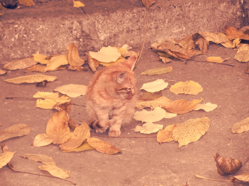 Orange Tabby Kitten — Brown, Calm