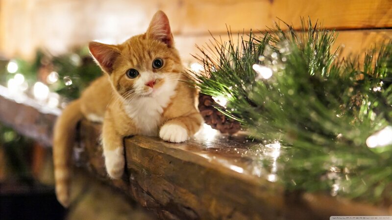 Orange Tabby Kitten — Brown, Cozy, Winter, Photograph, Pine Branches