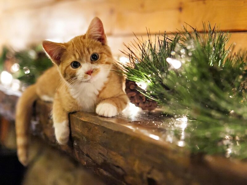 Orange Tabby Kitten — Brown, Cozy, Winter, Photograph