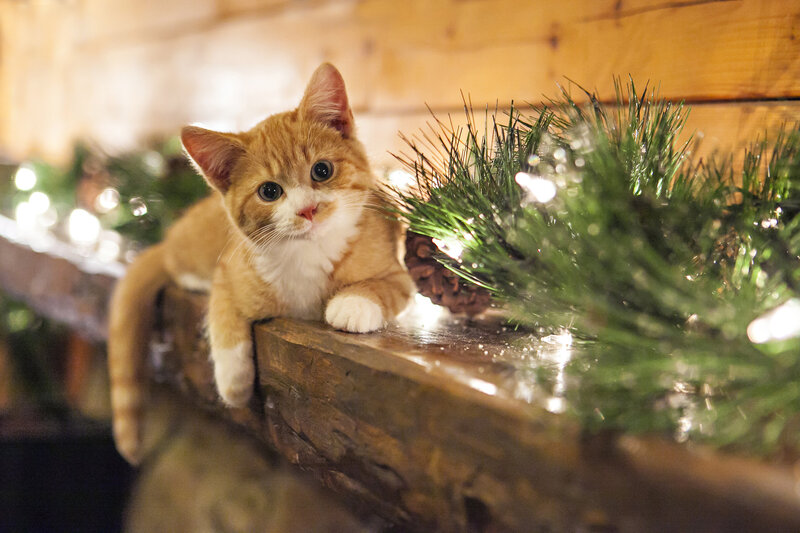 Orange Tabby Kitten — Brown, Cozy, Winter