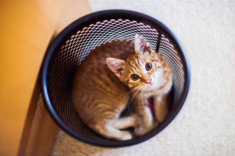 Orange Tabby Kitten — Brown, Curious, Photograph, Basket