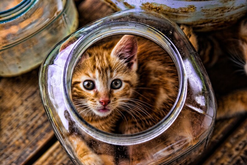 Orange Tabby Kitten — Brown, Curious, Photograph
