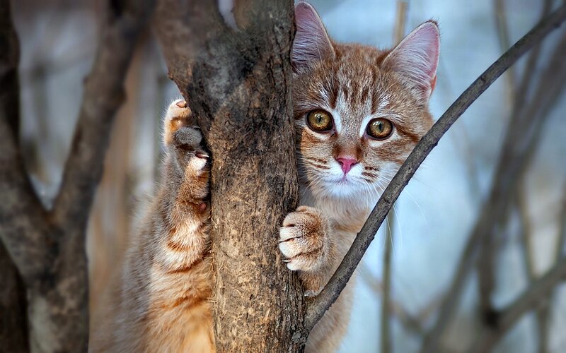 Orange Tabby Kitten — Brown, Curious, Winter