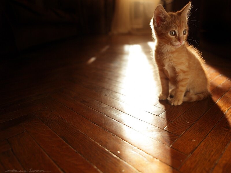 Orange Tabby Kitten — Brown, Dramatic