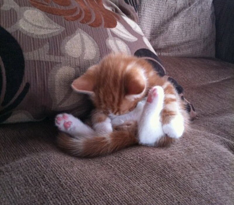 Orange Tabby Kitten — Brown, Peaceful