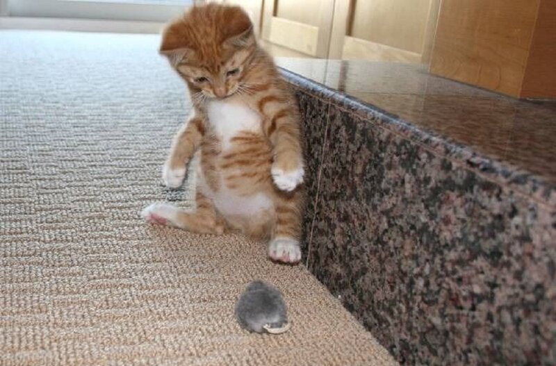 Orange Tabby Kitten — Brown, Playful