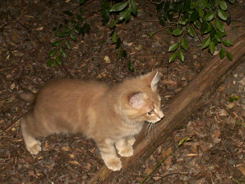 Orange Tabby Kitten — Brown