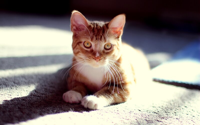 Orange Tabby Kitten — Calm, Afternoon, Photograph, Carpet