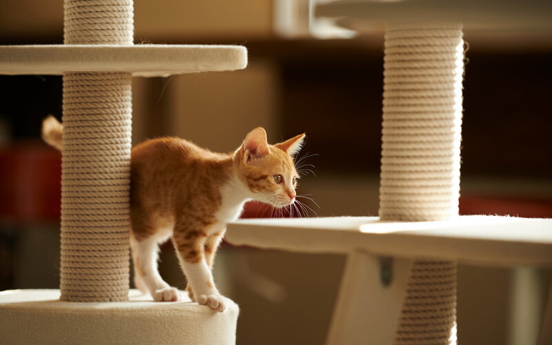 Orange Tabby Kitten — Calm, Afternoon, Photograph, Cat Tree, Sunlight