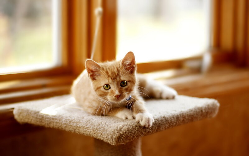 Orange Tabby Kitten — Calm, Afternoon, Photograph, Cat Tree