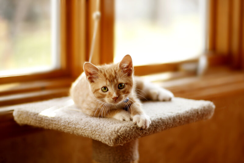 Orange Tabby Kitten — Calm, Afternoon, Photograph, Cat Tree, Window