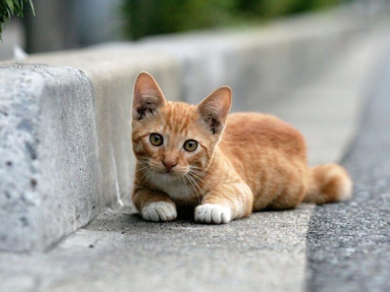 Orange Tabby Kitten — Calm, Afternoon, Photograph, Concrete Curb, Pavement, Greenery