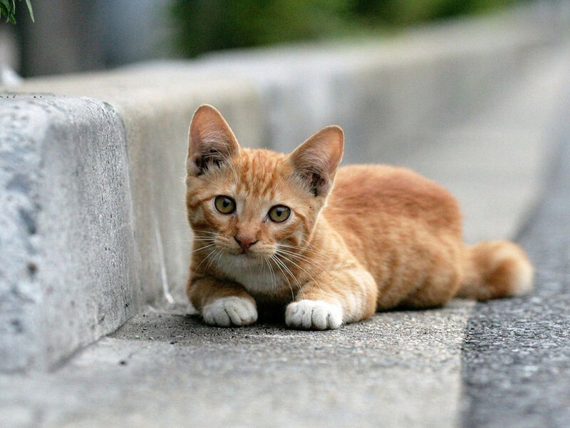 Orange Tabby Kitten — Calm, Afternoon, Photograph, Concrete Curb, Pavement