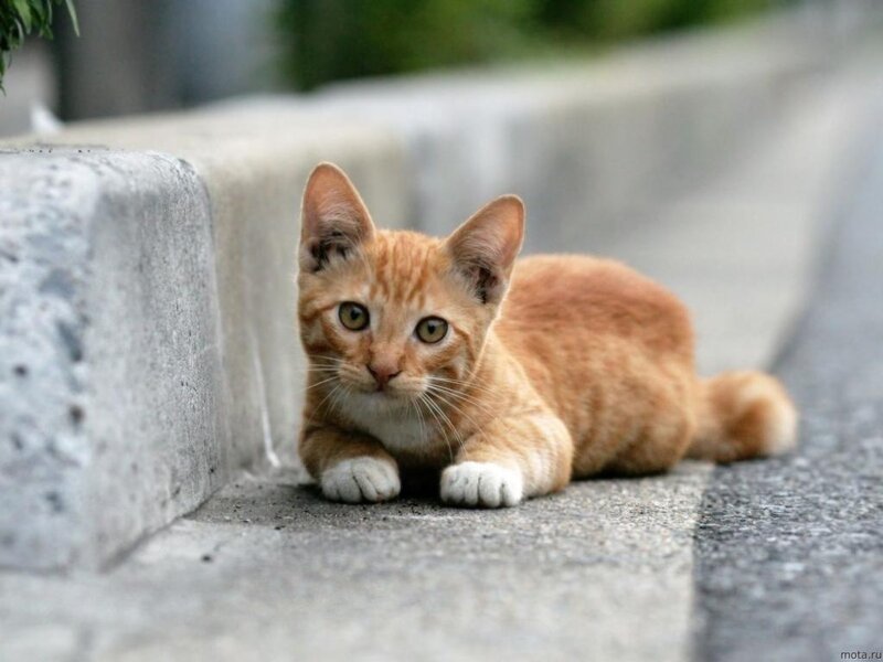 Orange Tabby Kitten — Calm, Afternoon, Photograph, Concrete Curb