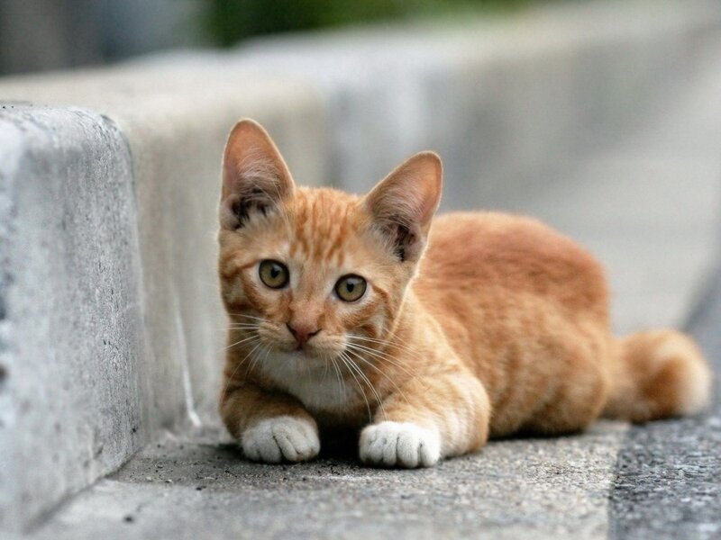 Orange Tabby Kitten — Calm, Afternoon, Photograph, Concrete