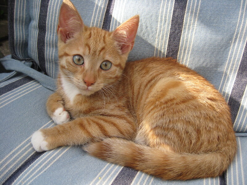 Orange Tabby Kitten — Calm, Afternoon, Photograph, Cushion