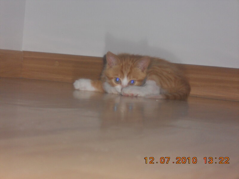 Orange Tabby Kitten — Calm, Afternoon, Photograph, Floor