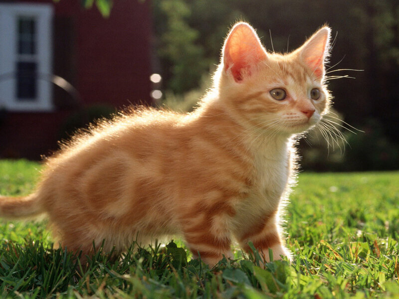 Orange Tabby Kitten — Calm, Afternoon, Photograph, Grass, Building