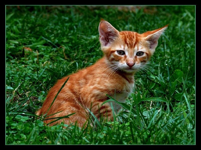 Orange Tabby Kitten — Calm, Afternoon, Photograph, Grass, Green