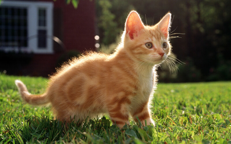 Orange Tabby Kitten — Calm, Afternoon, Photograph, Grass