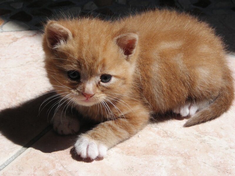 Orange Tabby Kitten — Calm, Afternoon, Photograph, Paws