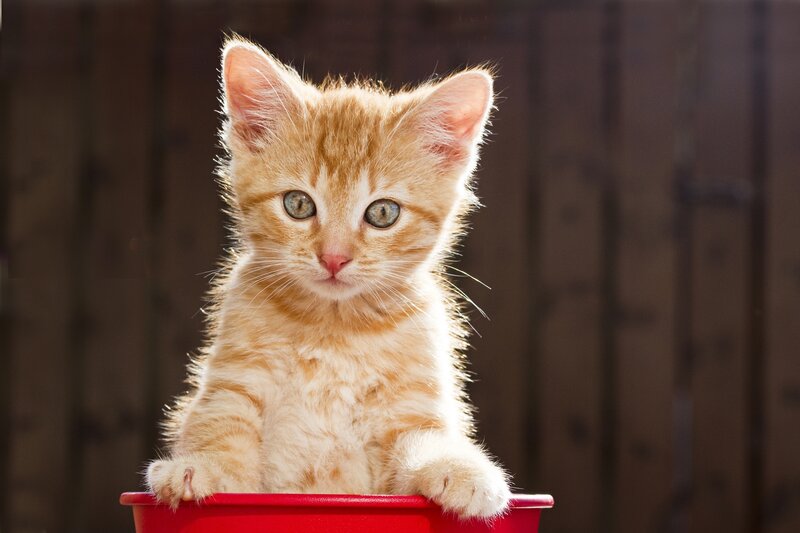 Orange Tabby Kitten — Calm, Afternoon, Photograph, Red Container