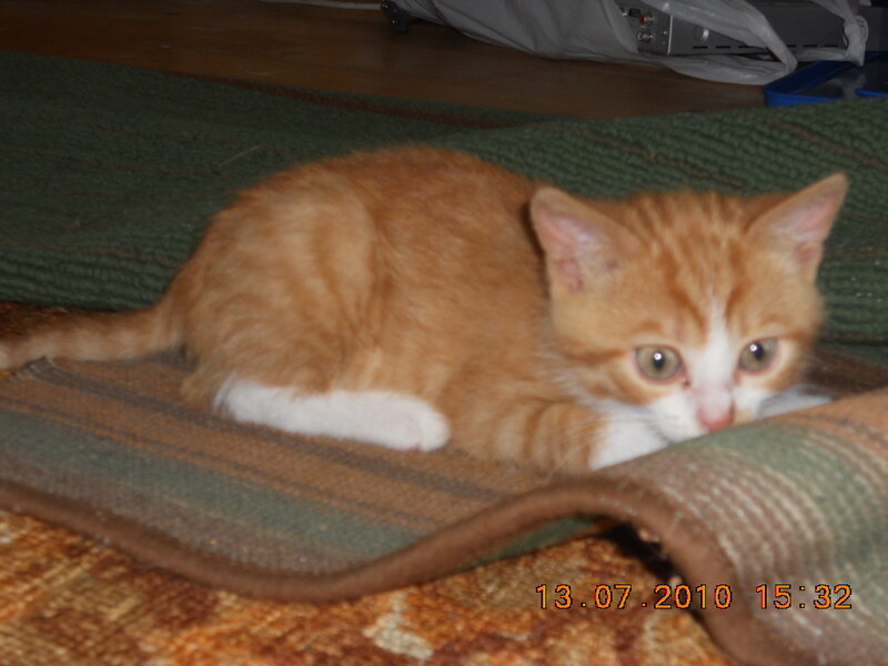 Orange Tabby Kitten — Calm, Afternoon, Photograph, Rug