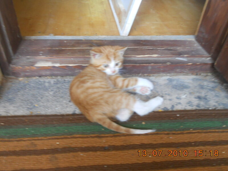 Orange Tabby Kitten — Calm, Afternoon, Photograph, Steps