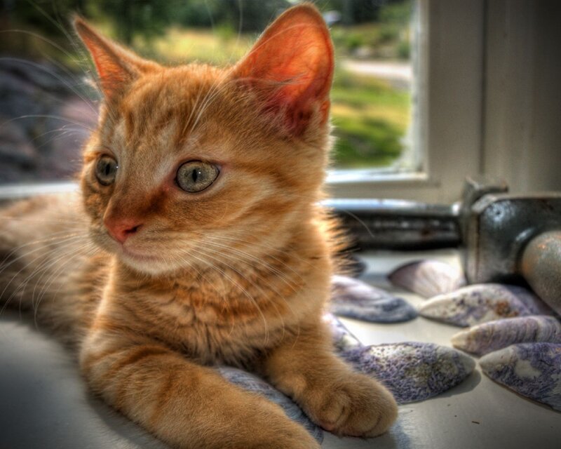 Orange Tabby Kitten — Calm, Afternoon, Photograph