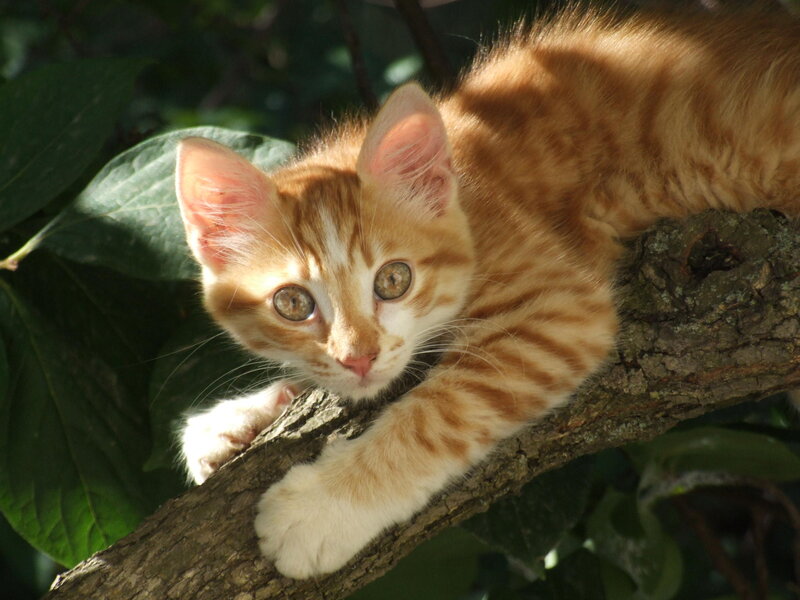 Orange Tabby Kitten — Calm, Afternoon, Photograph, Tree Branch