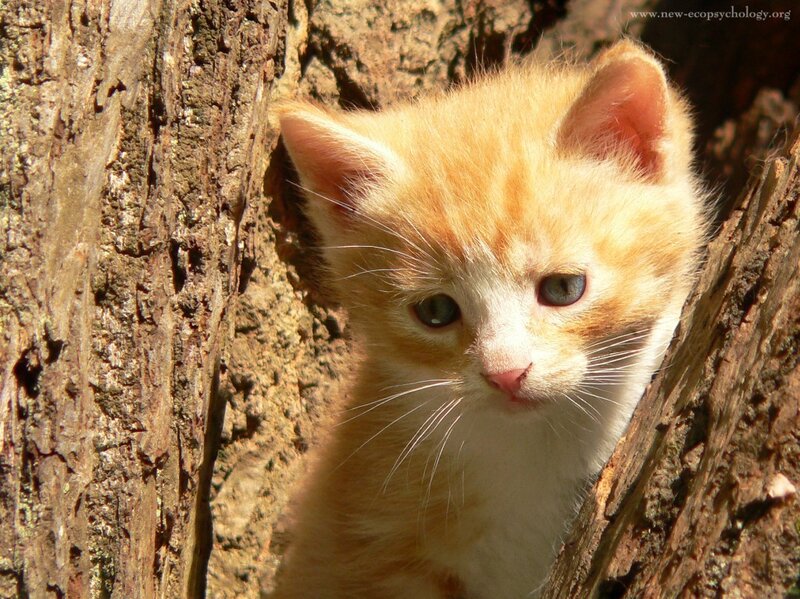 Orange Tabby Kitten — Calm, Afternoon, Photograph, Tree