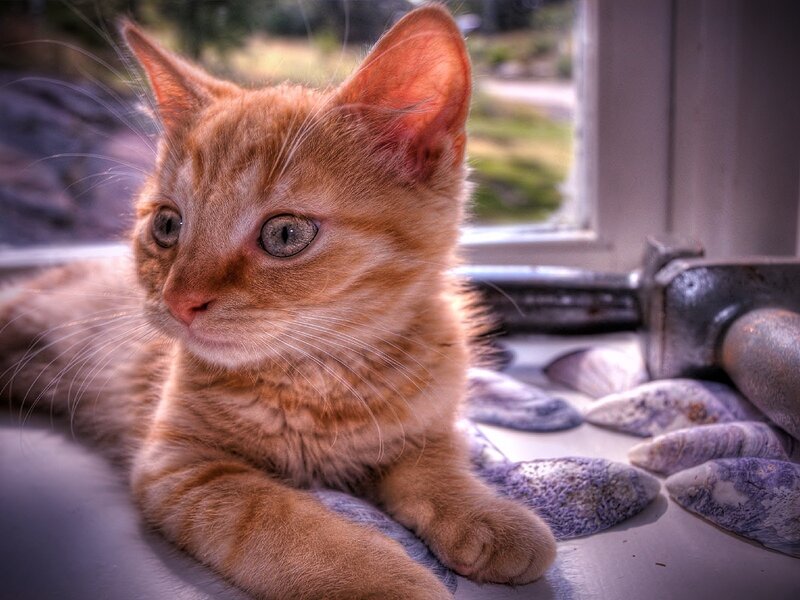 Orange Tabby Kitten — Calm, Afternoon, Photograph, Window, Shells