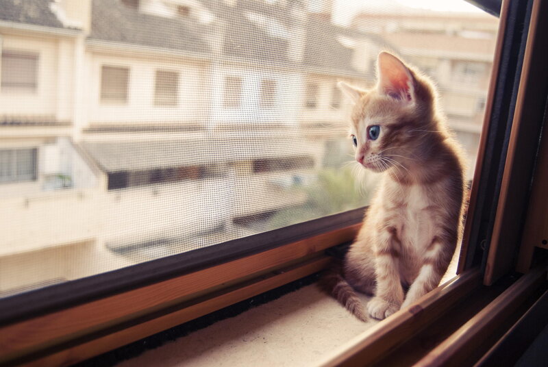 Orange Tabby Kitten — Calm, Afternoon, Photograph, Window