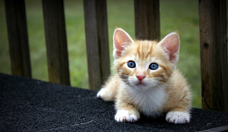 Orange Tabby Kitten — Calm, Afternoon, Photograph, Wooden Railing