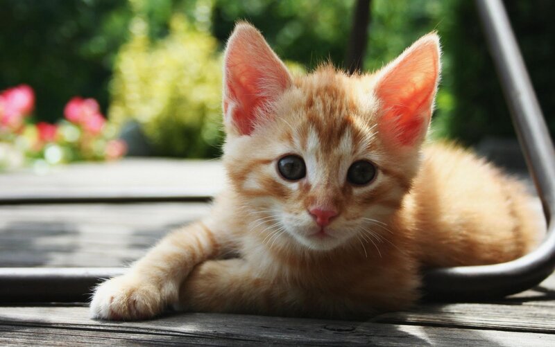 Orange Tabby Kitten — Calm, Afternoon, Photograph, Wooden Surface, Flowers