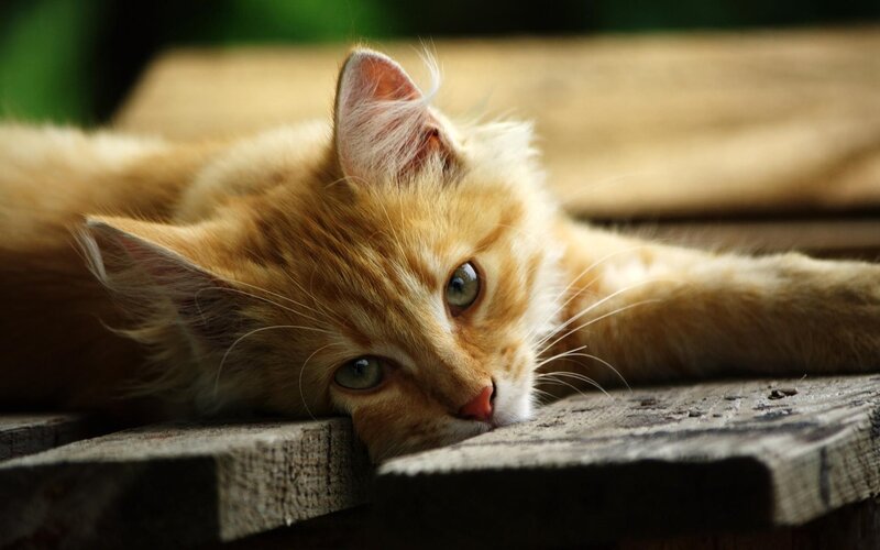 Orange Tabby Kitten — Calm, Afternoon, Photograph, Wooden Surface, Green Background
