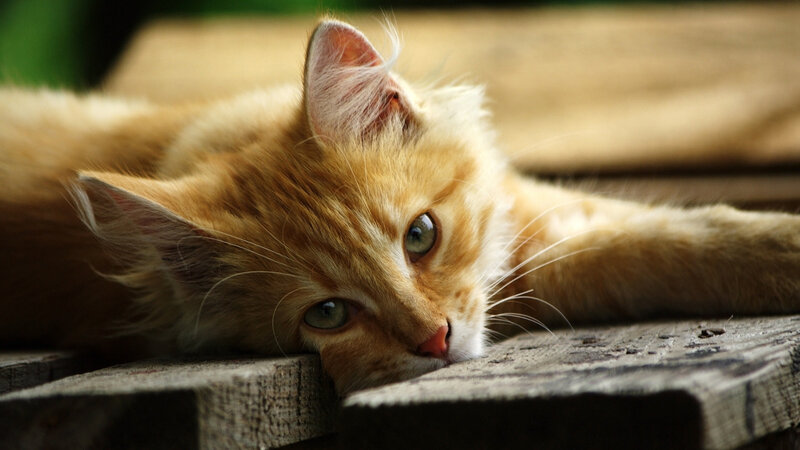 Orange Tabby Kitten — Calm, Afternoon, Photograph, Wooden Surface, Whiskers