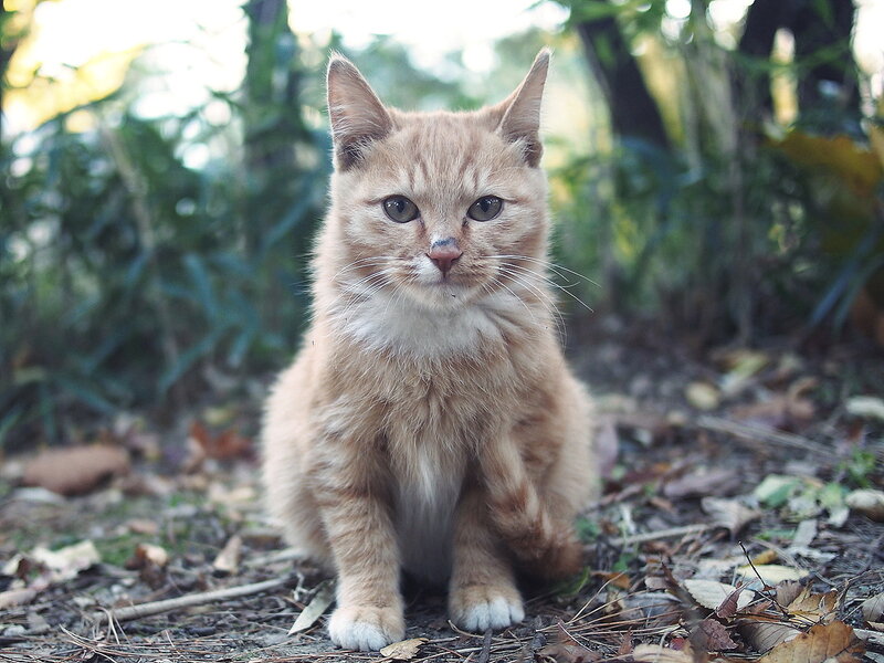 Orange Tabby Kitten — Calm, Autumn, Photograph