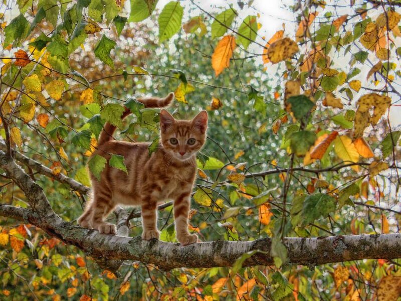 Orange Tabby Kitten — Calm, Autumn