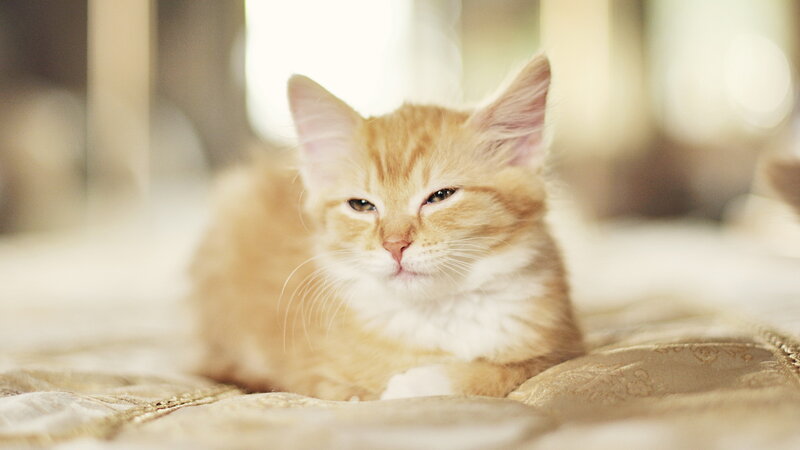 Orange Tabby Kitten — Calm, Morning, Photograph