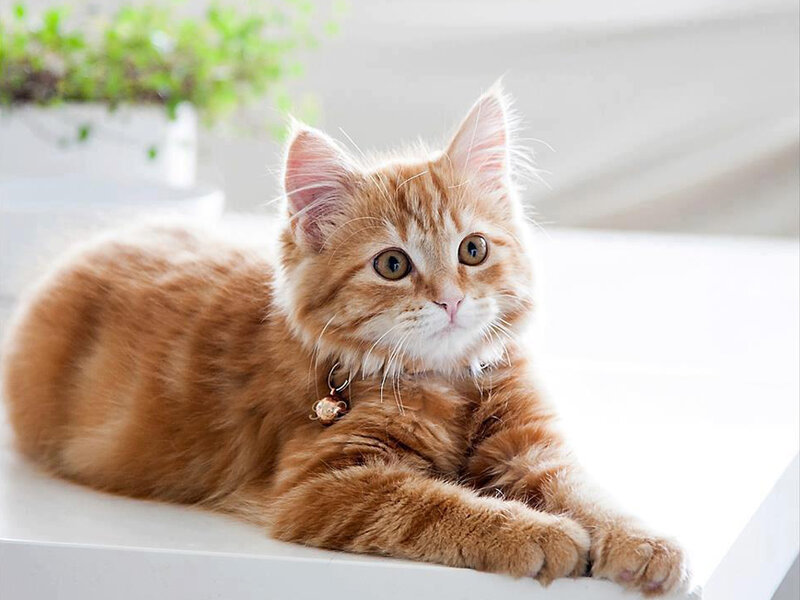 Orange Tabby Kitten — Calm, Morning