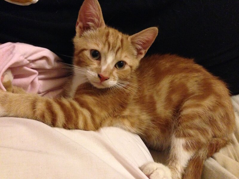 Orange Tabby Kitten — Calm, Night, Photograph