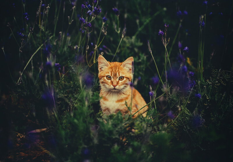 Orange Tabby Kitten — Calm, Night