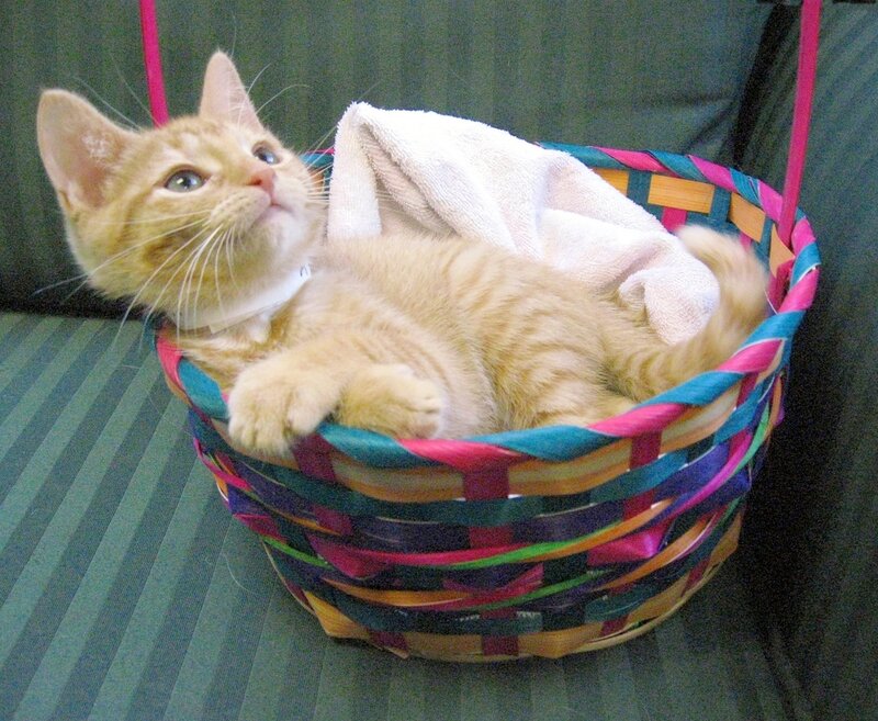 Orange Tabby Kitten — Calm, Photograph, Basket