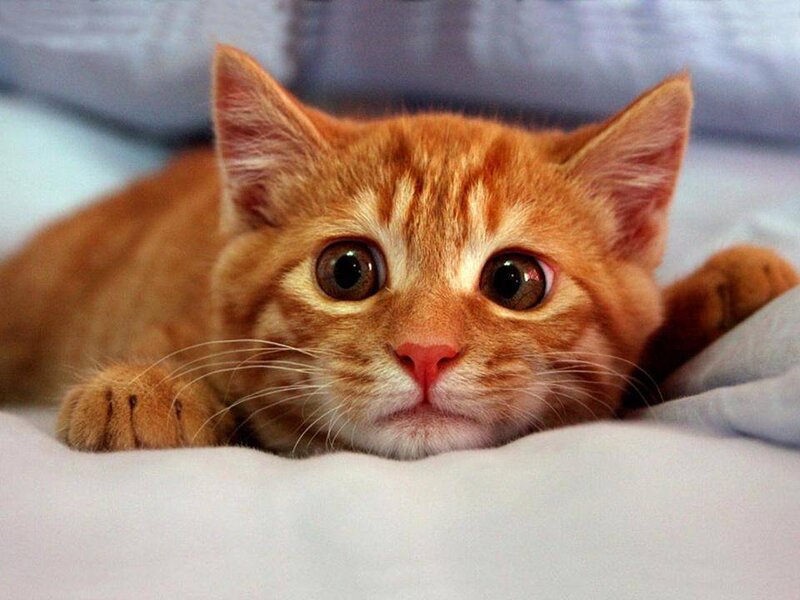 Orange Tabby Kitten — Calm, Photograph, Bed, Pillow