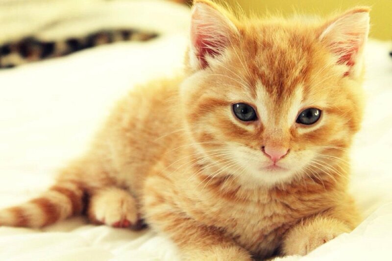 Orange Tabby Kitten — Calm, Photograph, Bed