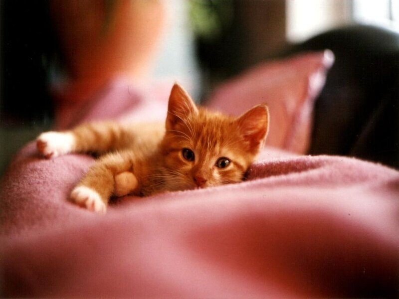 Orange Tabby Kitten — Calm, Photograph, Blanket