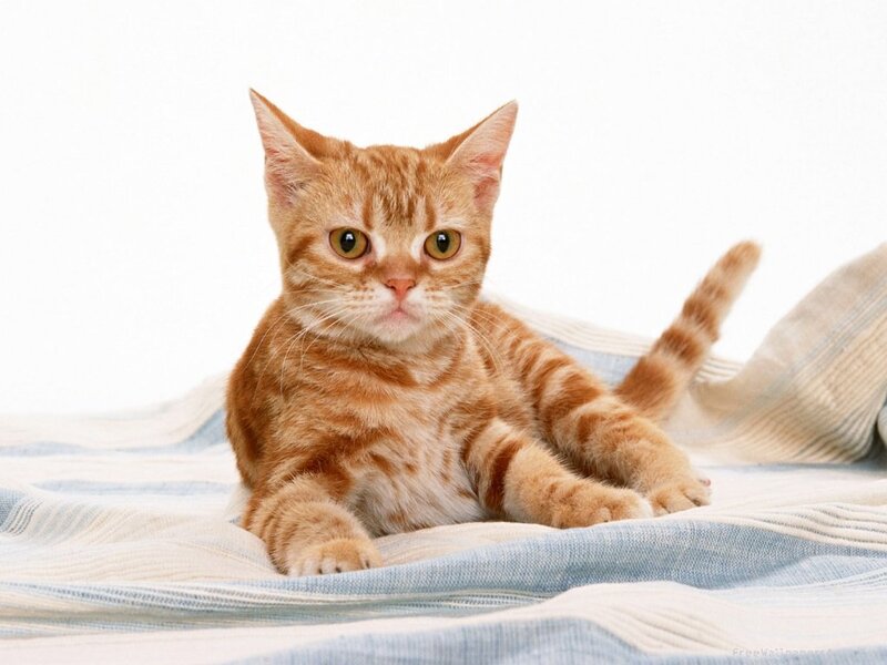 Orange Tabby Kitten — Calm, Photograph, Blanket, White Background