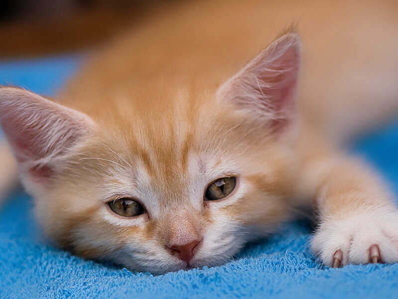 Orange Tabby Kitten — Calm, Photograph, Blue Towel