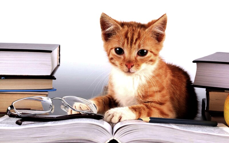Orange Tabby Kitten — Calm, Photograph, Books
